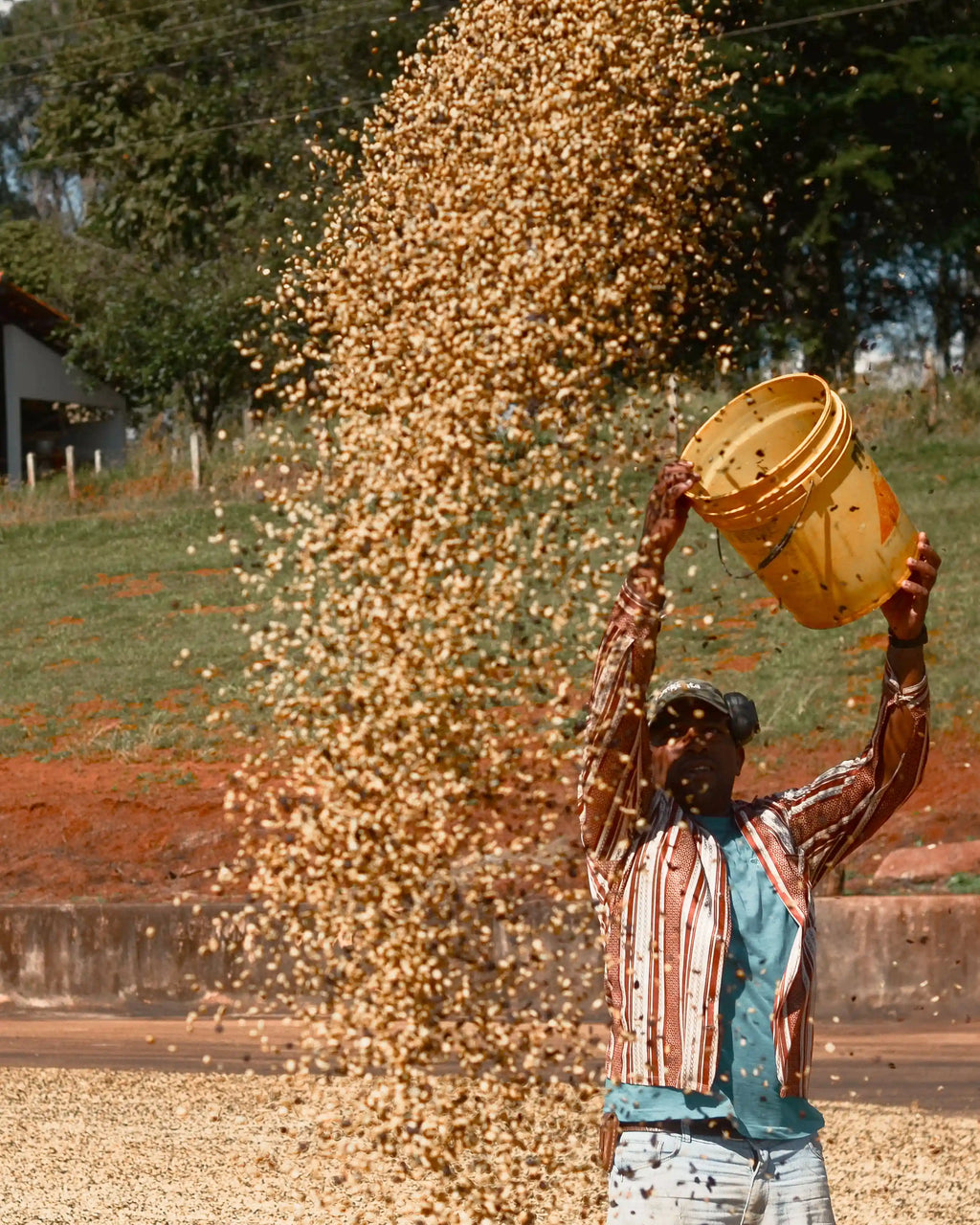 コンスタンチーノコーヒー 250g 中煎り【豆のまま】