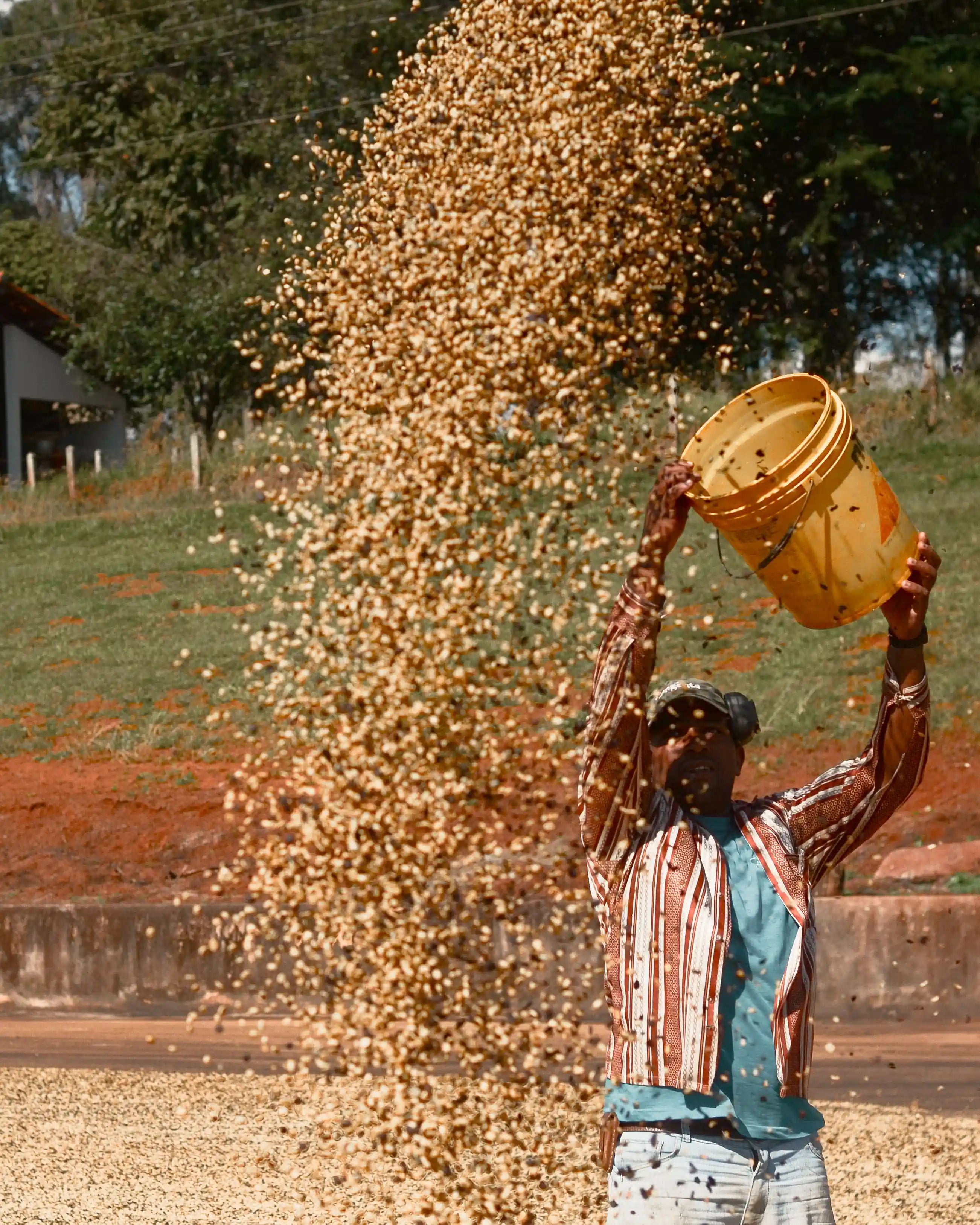 コンスタンチーノコーヒー 250g 中煎り【豆のまま】