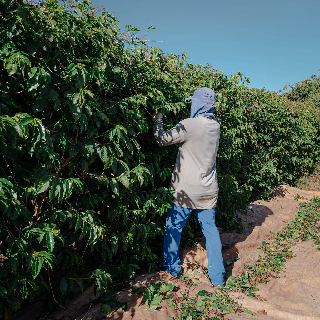 コンスタンチーノコーヒー 250g 中煎り【豆のまま】