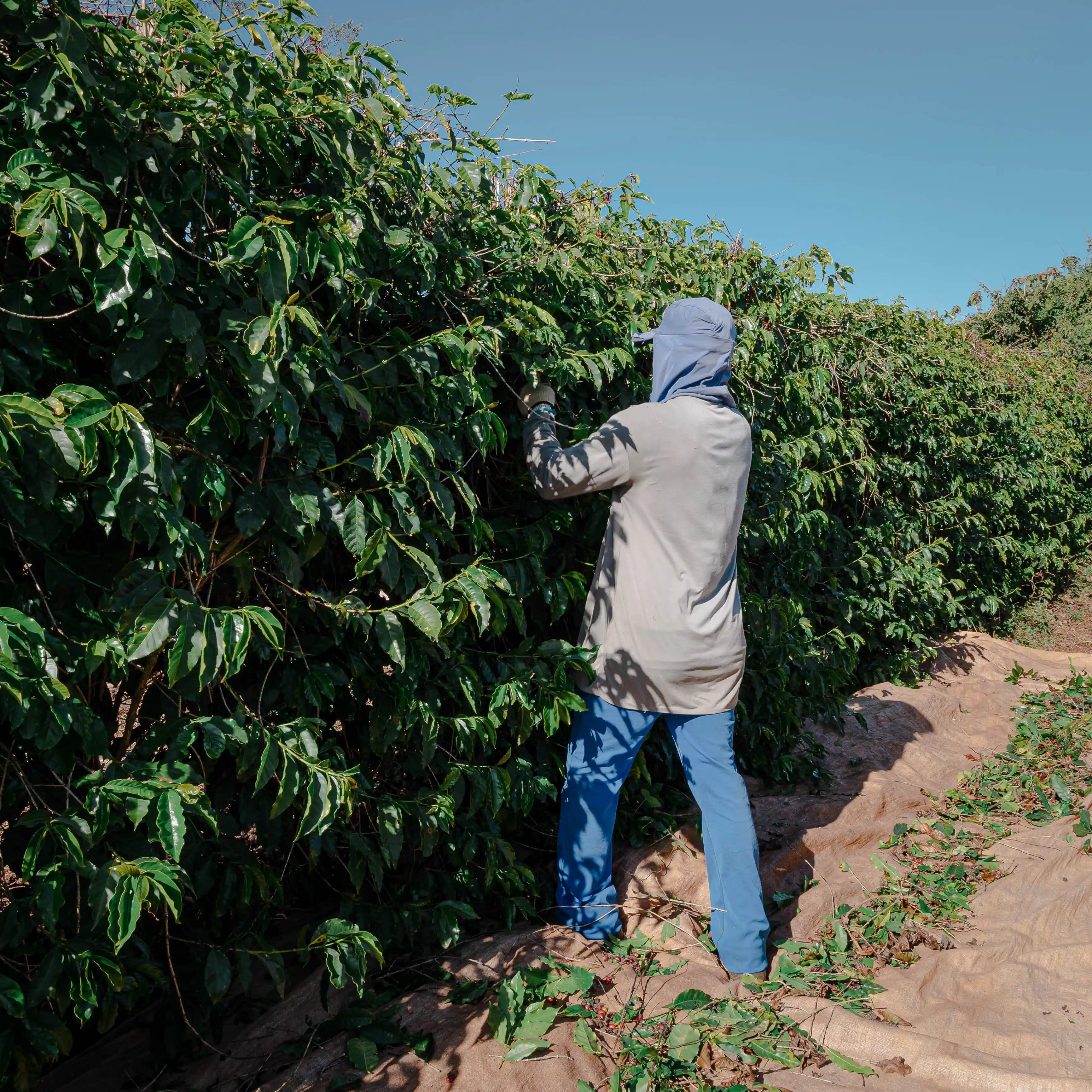 コンスタンチーノコーヒー 250g 中煎り【豆のまま】