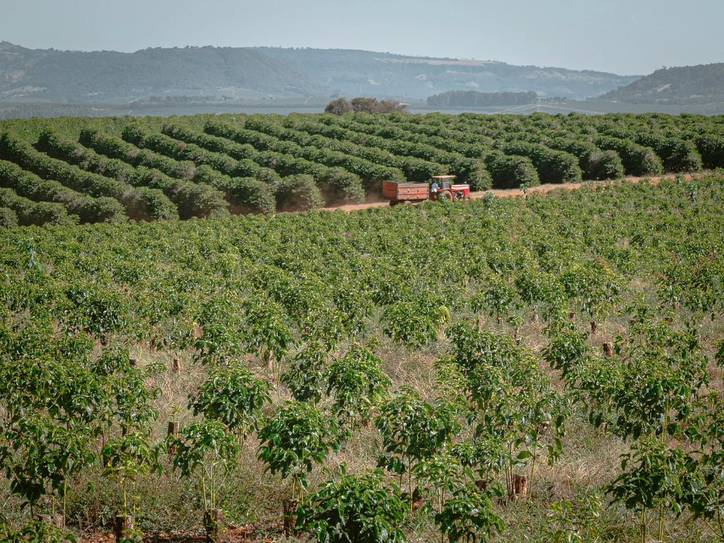 コンスタンチーノコーヒー 250g 中煎り【豆のまま】