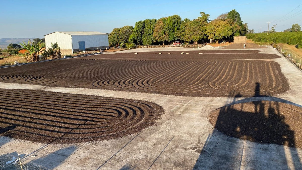 Fazenda Chapadão の乾燥場（テレイロ）