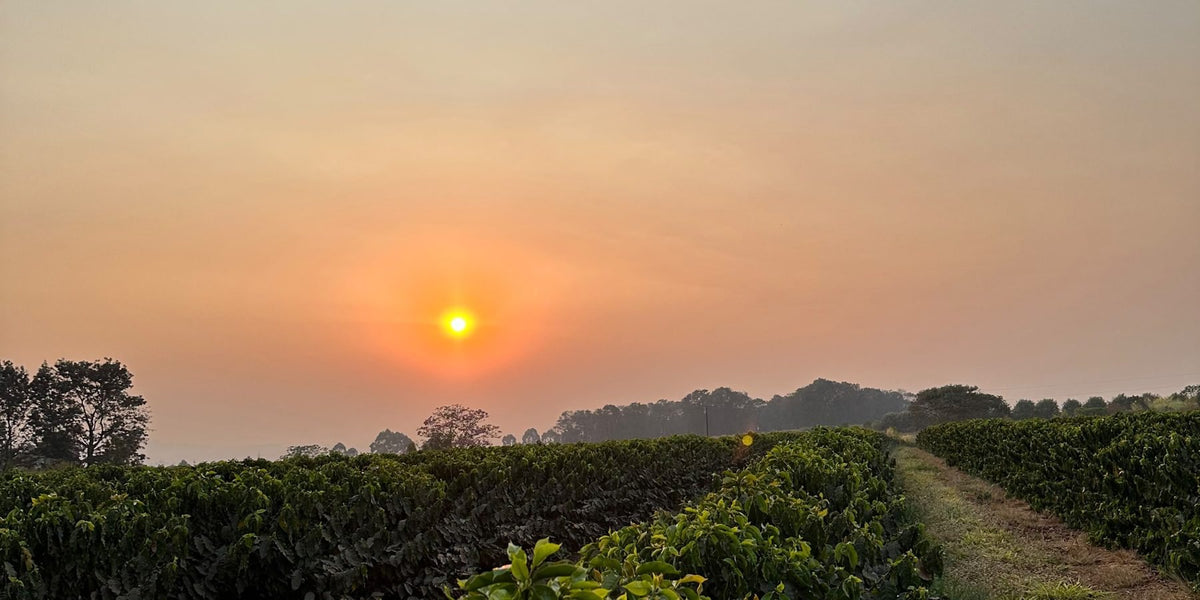 朝日に照らされた Fazenda Chapadão のコーヒー畑
