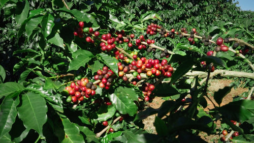 Fazenda Chapadão のコーヒーの木と完熟したチェリー